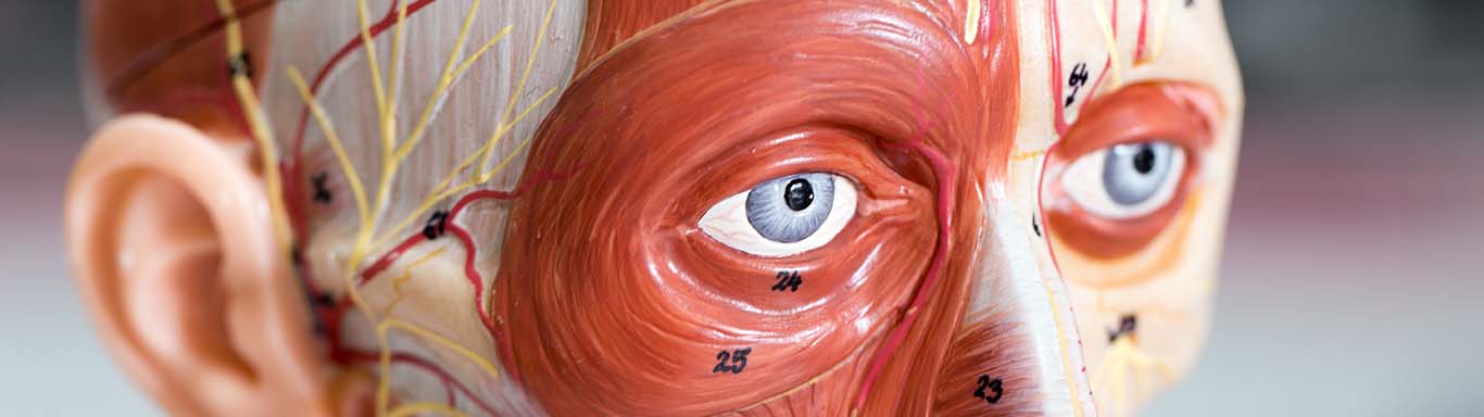 Anatomisches Kopfmodell mit Muskulatur und Nervenbahnen